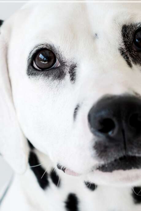 Dog show in Sorges on September 06 and 07, 2025