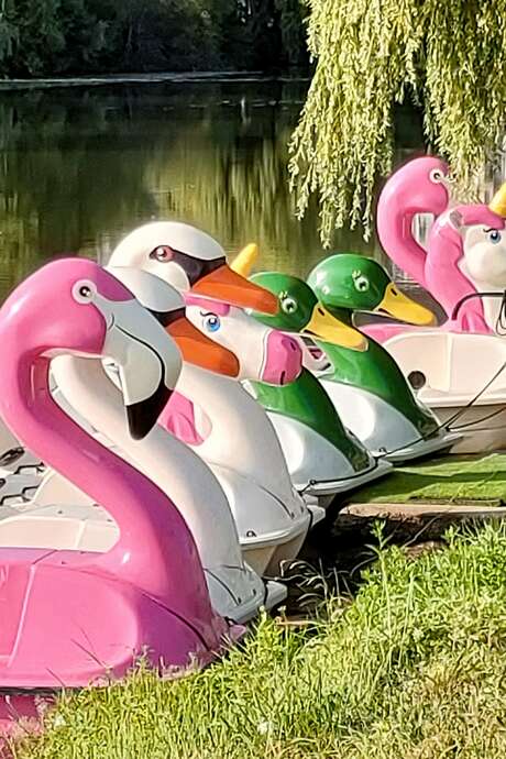 A summer on the quays - Pedal boat race