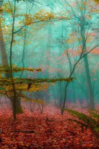 La forêt dans nos têtes