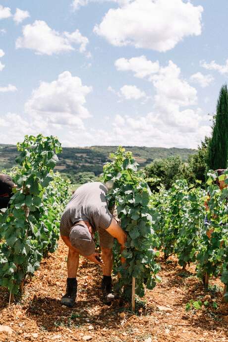 Expérience Vendanges 2025 au Château de la Crée