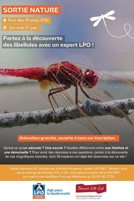 Découverte des libellules aux Étangs d'Or