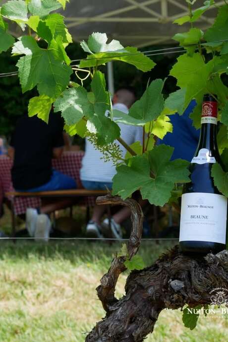 Pique-nique dans les vignes