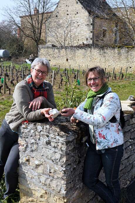 Festival de Bach à Bacchus - La Clé des sols - A la recherche du pinot perdu