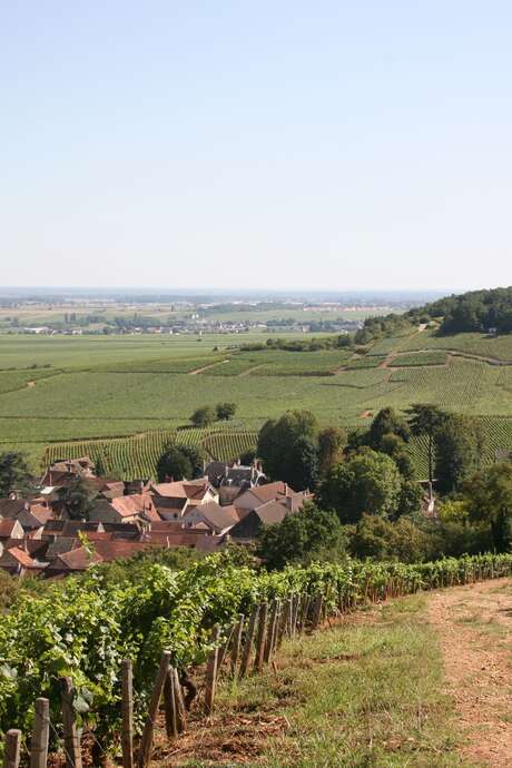 Journée Thématique : "Au cœur des climats de Beaune"