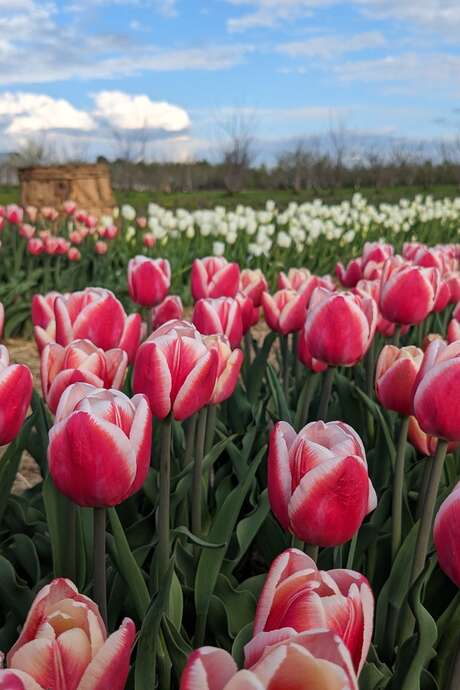 Les tulipes d’Élodie