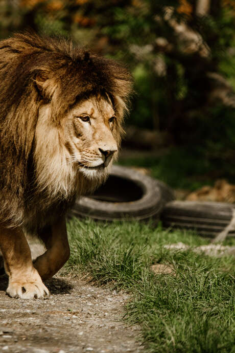 Miller Zoo