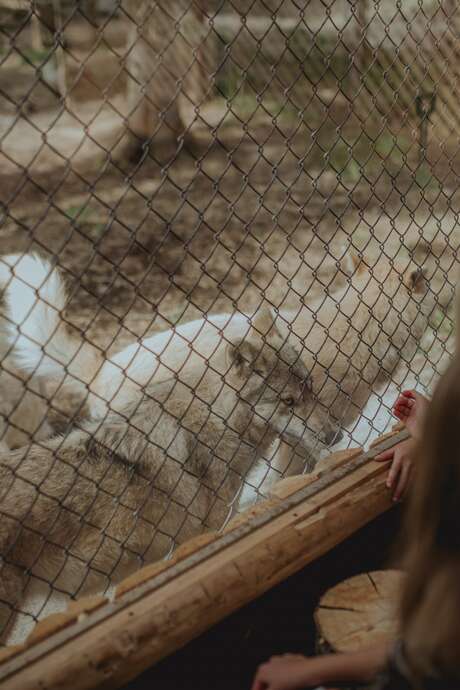Sanctuaire de loups Lupo - Hébergement
