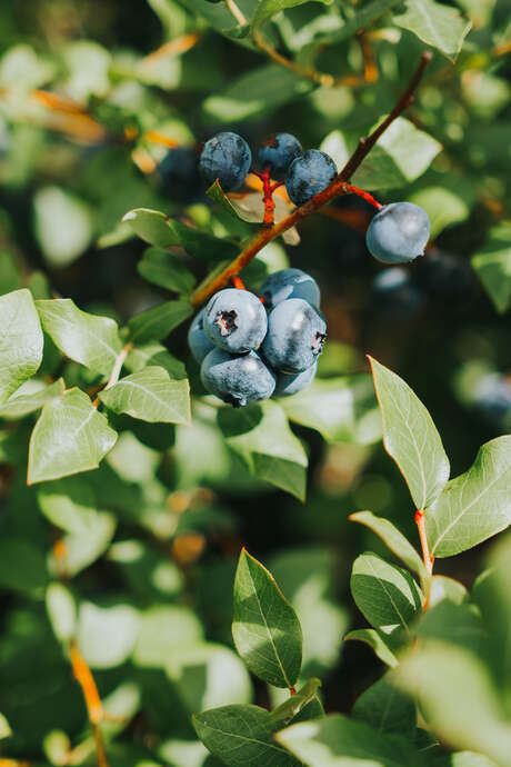 Bleuetière Goulet - Tourisme gourmand