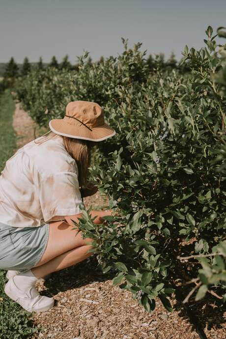 Bleuetière Marland - Tourisme gourmand