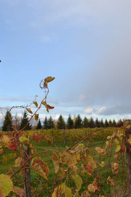 Clos Lambert