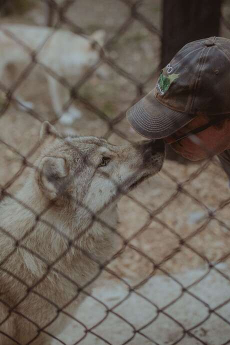 Sanctuaire de loups Lupo - Divertissements
