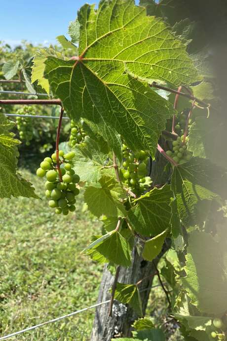 Vignoble du Faubourg