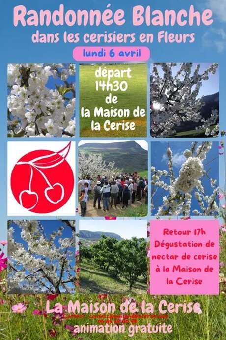 Randonnée Blanche (dans les cerisiers en fleur)
