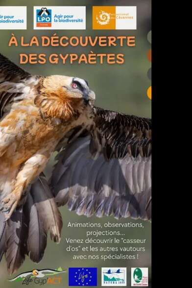 Points d’observation, Observation des vautours - LPO