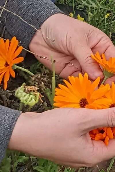 Atelier Estivales "pochons herbes aromatiques" ou "bâtons de Fumigation" - Au Bonheur des Plantes