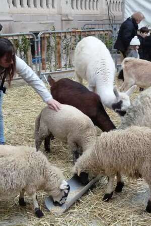 Festival Bonheurs d'Hiver - Mini-ferme