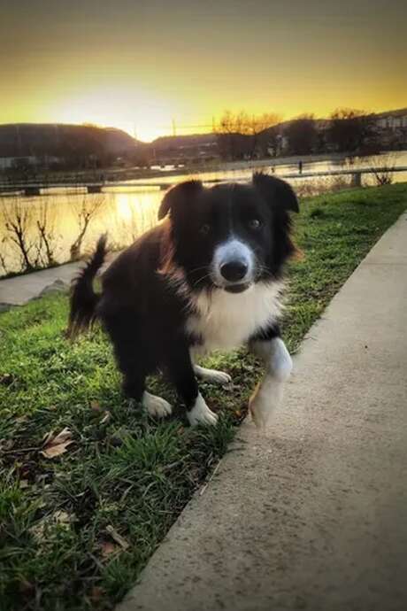 Visite Millau avec ton chien !