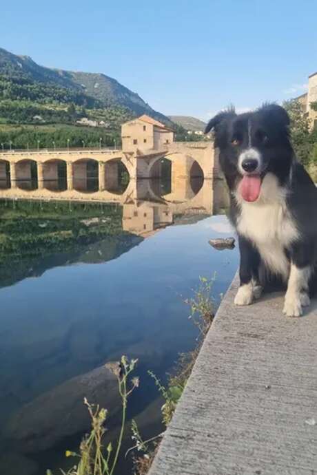 Visite Millau avec ton chien !