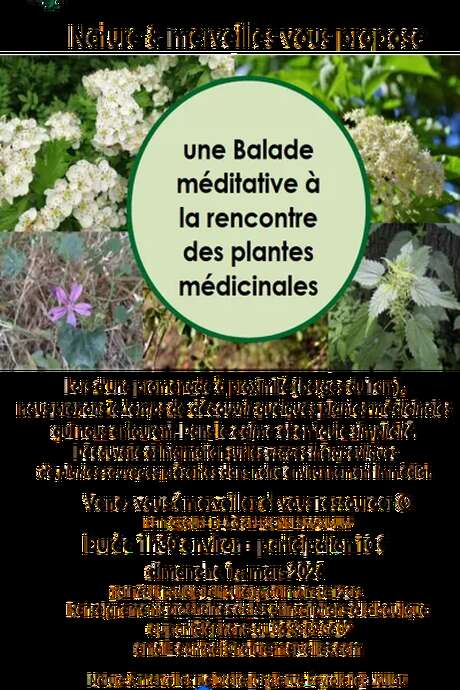 Balade à la rencontre des plantes médicinales - Nature et Merveilles