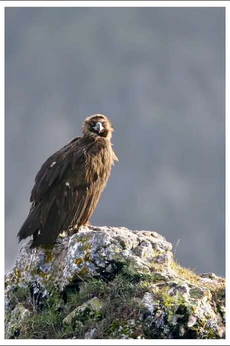 Sortie les oiseaux des Gorges de la Dourbie - LPO
