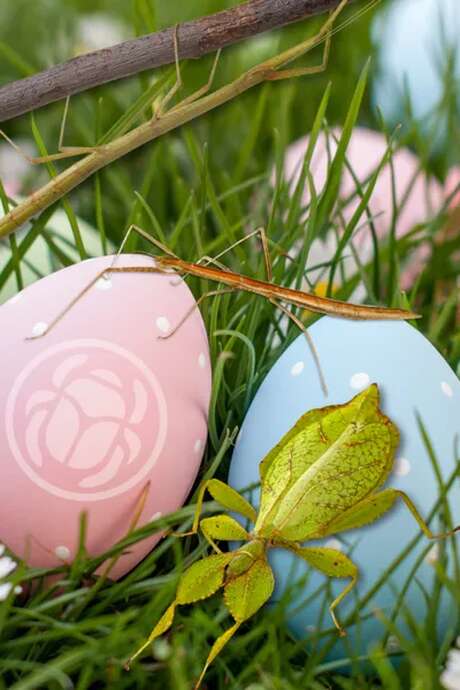 « Chasse aux œufs...de phasmes ! » - Micropolis