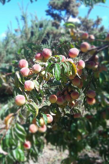 Balade dans les fruitiers