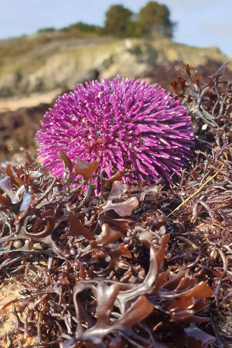 Balade sur les algues du bord de mer