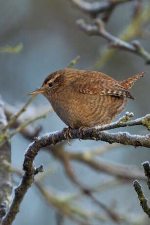 Animation nature "Le troglodyte mignon"
