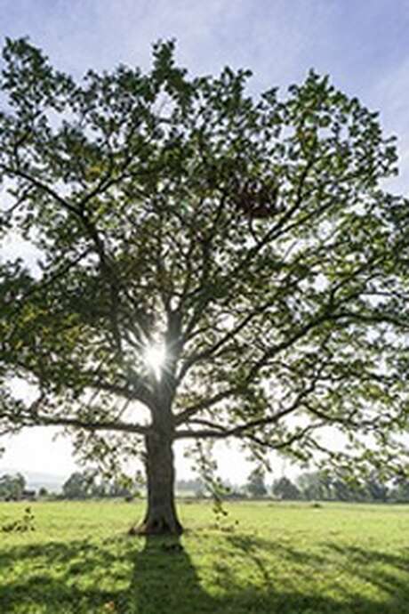 Exposition : "Arbres remarquables du Morbihan"