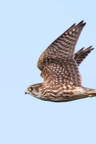 Journée de l'oiseau