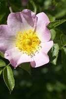 Animation nature "Le rosier des chiens"