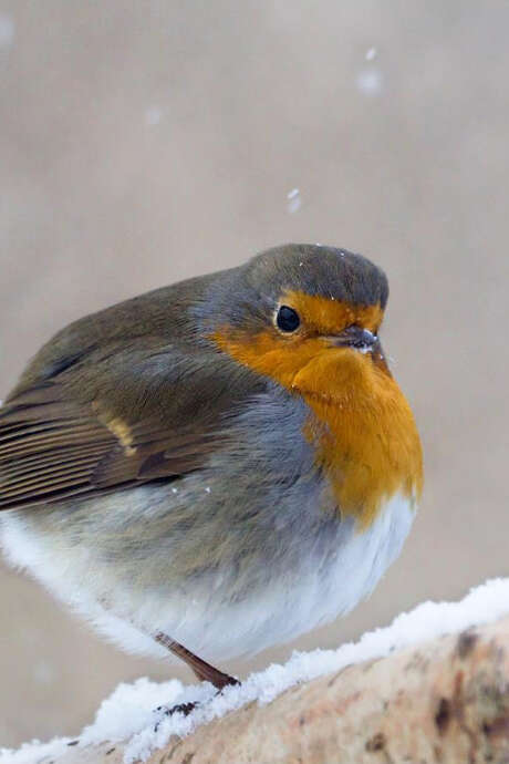 Sortie nature "Les premiers chants des oiseaux"