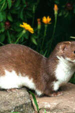 Animation nature "Belette, la voyageuse"