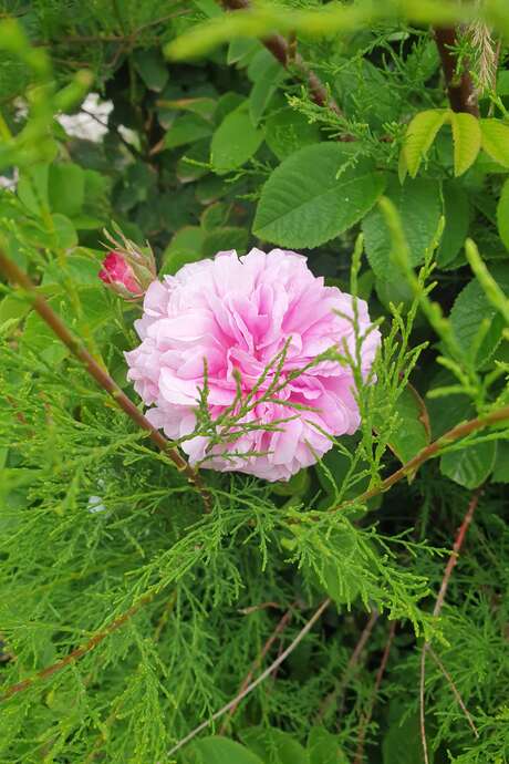 Balade à la rencontre des plantes médicinales