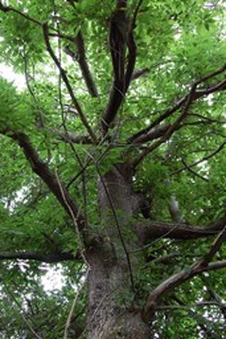 Conférence -balade : Améliorer sa santé au contact des arbres, (Re)connectons-nous