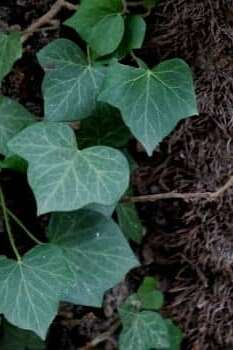 Animation nature "Le lierre"