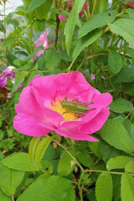 Balade à la rencontre des plantes médicinales