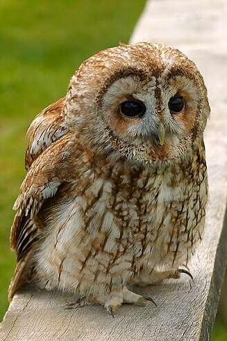 Nuit de la chouette " Sortie nocturne"