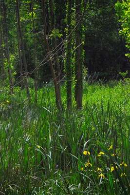 Sortie nature "Les petites bêtes de la mare"
