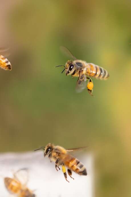 Animation nature "Les abeilles et le miel"