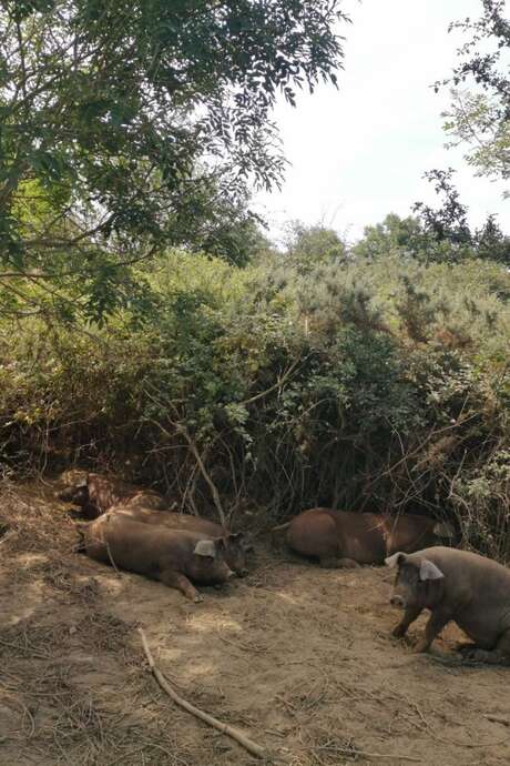 Visite d'un élevage de porcs Duroc bio et 100% plein air