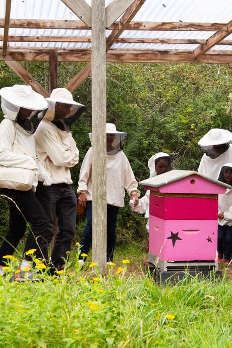 Voyage au centre de la ruche