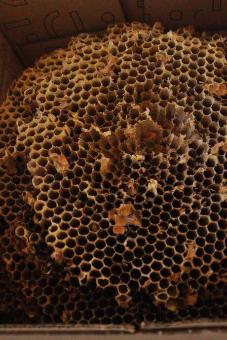 Atelier de biodiversité "Abeilles et ruches"