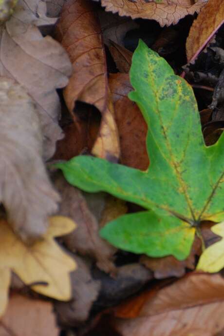 Animation nature "Créer un herbier de printemps"