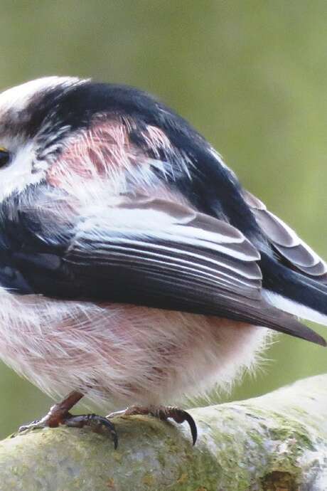 Animation nature "Observer les oiseaux du jardin"