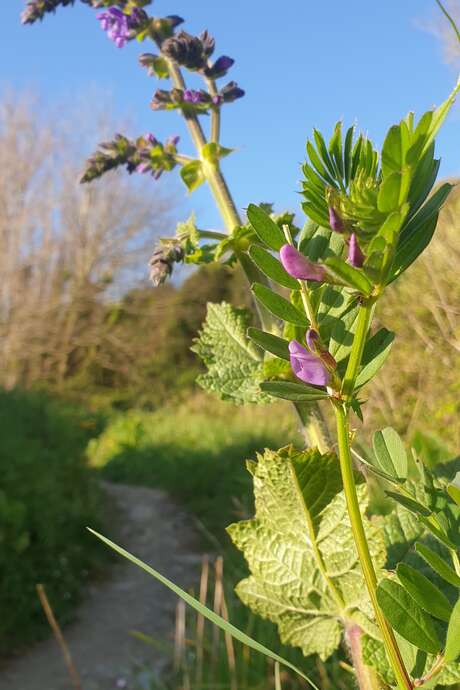 Balade autour des plantes médicinales : les bourgeons des plantes et des arbres.