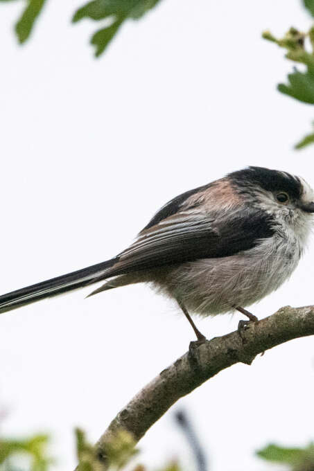 Animation nature "L'orite à longue queue"
