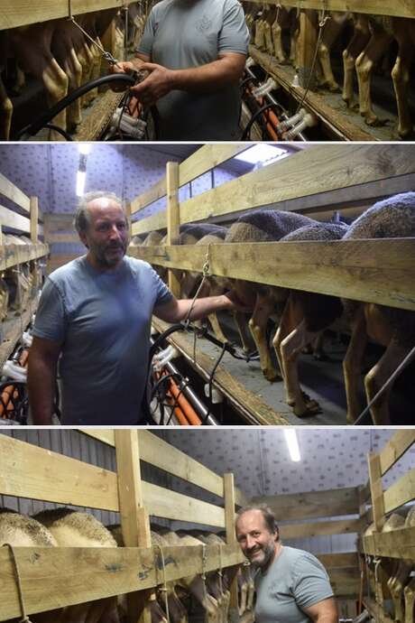 Visite de la salle de traite de la Ferme des Brebis