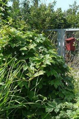 Animation nature "Le monde vivant de la haie"