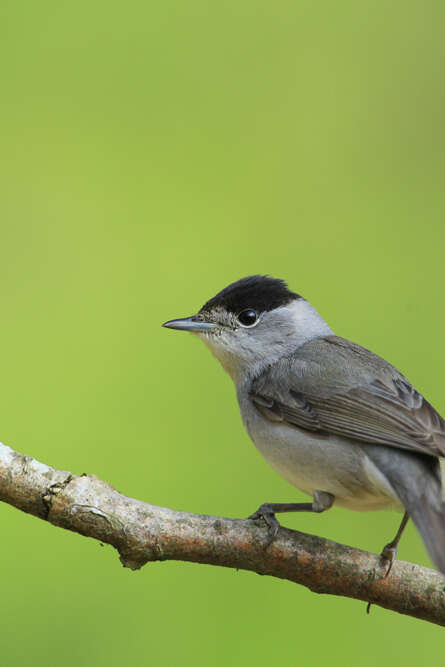 Sortie nature "les chants d'oiseaux"
